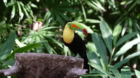 Video shot of colorful costa rican toucan rotating his head in slow motion, surrounded by big green leaves.