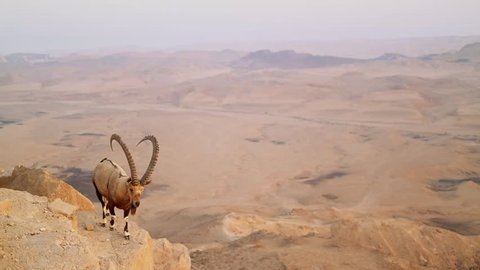 wild mountain goat in the desert