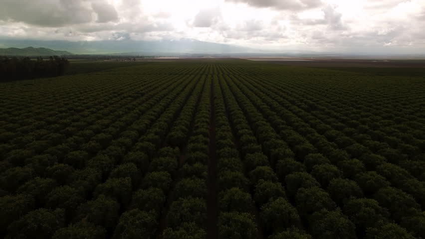 Aerial Backward Beautiful Shot Of Natural Pattern On Plants During Tranquil Weather - Bakersfield, California