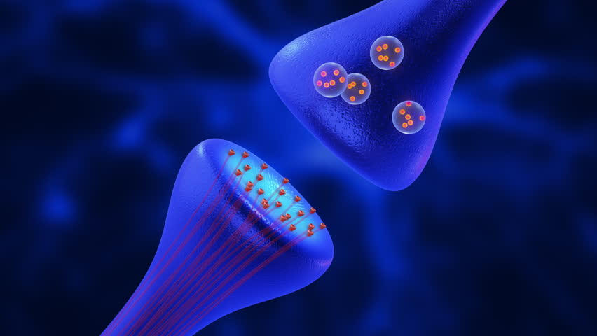 Synapses and Neurotransmission medical concept