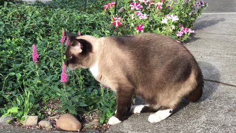 Siamese cat explores garden.