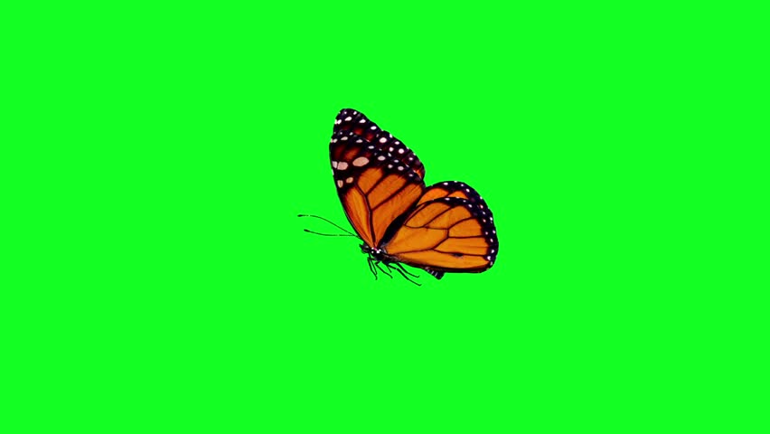 Butterfly on green screen background
