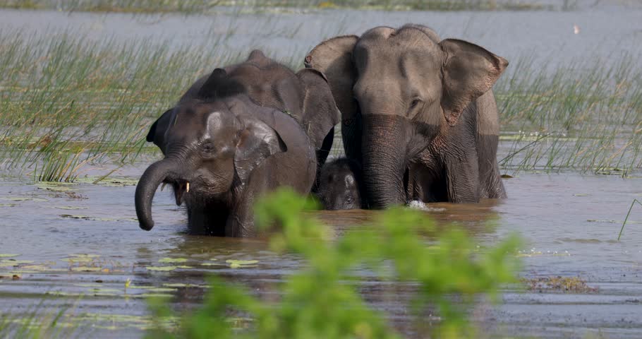 Herd of elephants wading through open water in natural native habitat, Yala National Park, Sri Lanka Royalty-Free Stock Footage #3442500281
