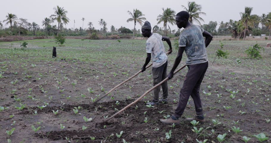 Small scale Black African farmers loosening ground with a hoe on a vegetable farm in Senegal, Sahel region. Drought, Climate Change, Desertification Royalty-Free Stock Footage #3442521369