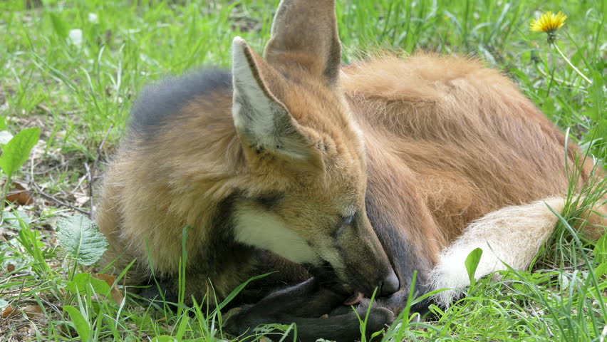 The Maned Wolf, Chrysocyon Brachyurus