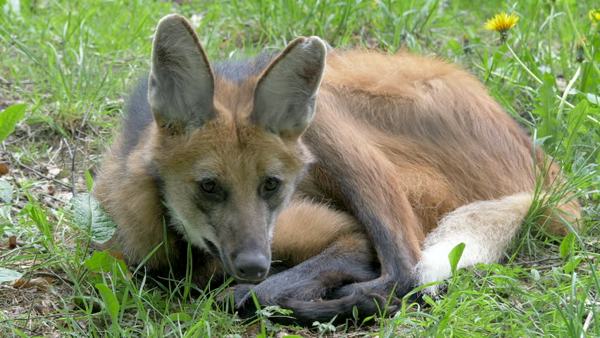 The Maned Wolf. Latin name - Chrysocyon Brachyurus