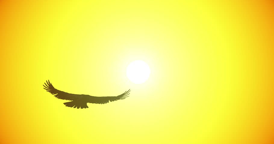 Bird gliding in the evening sky. Eagle soaring against of the bright sun. Symbol of freedom and independence