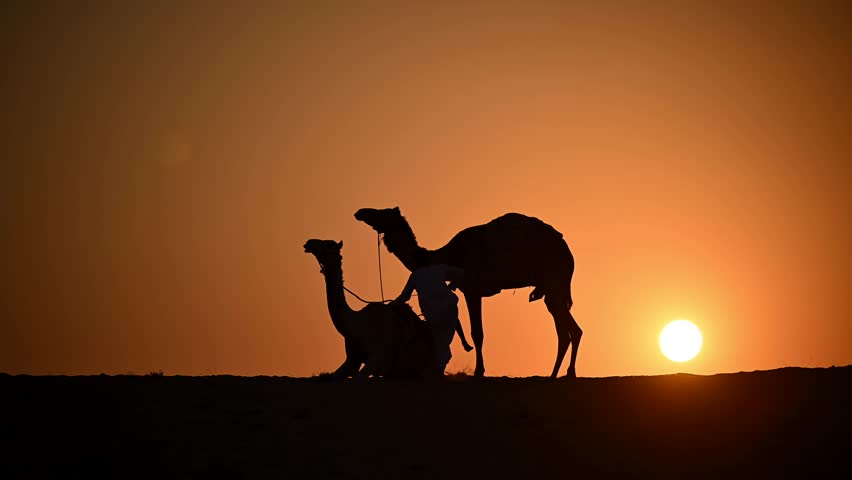 Silhouetted against the setting sun, an Arab Bedouin with his camels in the vast Arabian desert, United Arab Emirates.