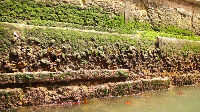 Mossy base of buildings in a canal in Venice. The water laps at the sides, and