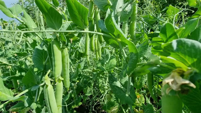 In summer, green peas grow in the field. Pods Close-up. Agriculture. Royalty-Free Stock Footage #3442716381