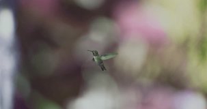 Hummingbird super slow motion at 1000 fps Phantom Flex
