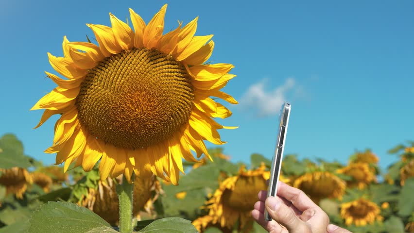 Photographing a sunflower. Man makes photos of sunflower on smartphone. Agricultural worker stands in field of sunflowers and takes photo on smartphone. Agronomist controls of sunflower ripening