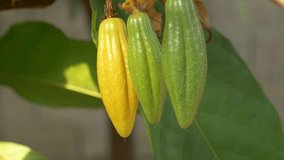Green small Cacao pods branch with young fruit and blooming cocoa flowers grow on trees. The cocoa tree ( Theobroma cacao ) with fruits, Raw cacao tree plant fruit plantation,4k video
