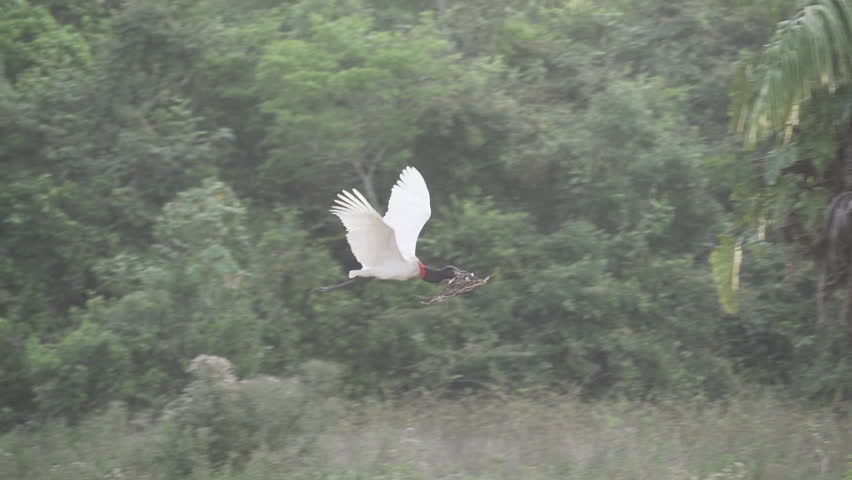 large Jabiru Stork flying over the swamps of the Pantanal wetlands in Brazil with nesting material in its beak.