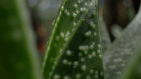 Macro lens view of green plant with condensations and video rack focus.