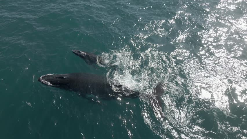 Aerial view of a baby humpback whale with its mum slapping their fins