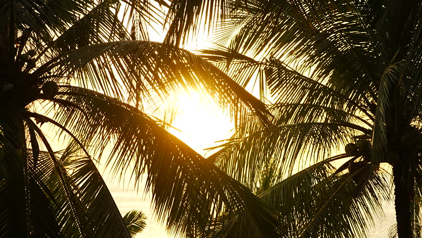 Palm trees swaying wind sunset. Calm sea with sunset silhouette sky over ocean. Sun shining through coconut leaves. no people, B roll, insert,Slow motion, Cinematic, Text Space area. Royalty-Free Stock Footage #3442829547