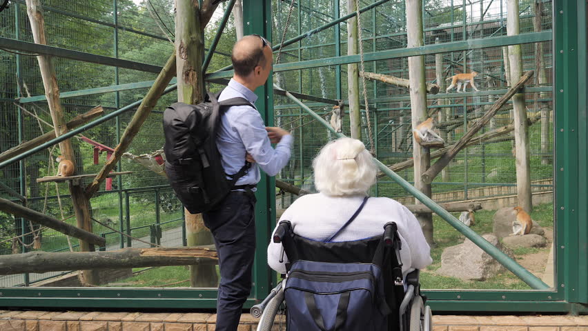 People are watching the patas monkeys at zoo