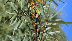 Ripe orange sea buckthorn (Hippophae rhamnoides) berries hangs on branches with green leaves in a sunny summer day. Slow motion handheld vertical video. Soft focus. Organic food theme.