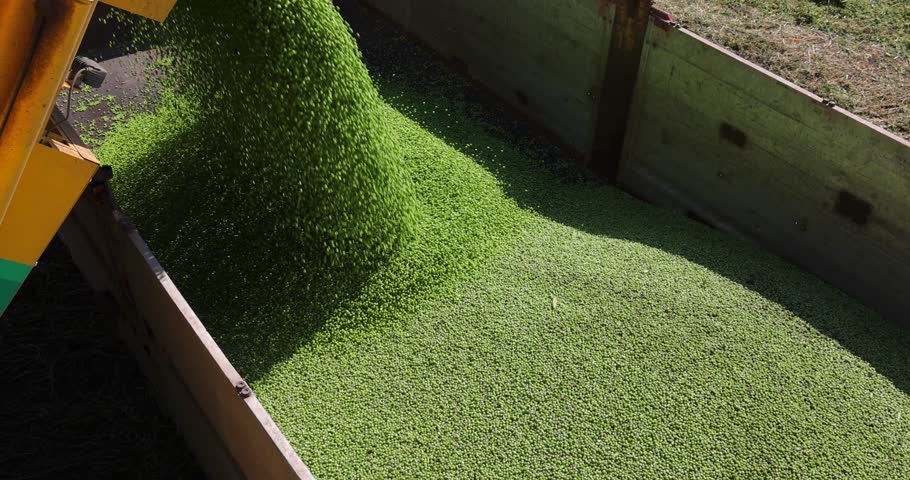 Green pea harvest, close-up of combine transferring freshly harvested pea into tractor-trailer for transport to the food processing plant, slow motion