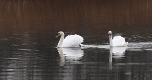 Mute swan (Cygnus olor) on a lake, 4K Video.
