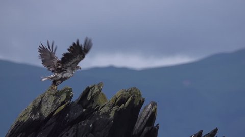a young bald eagle