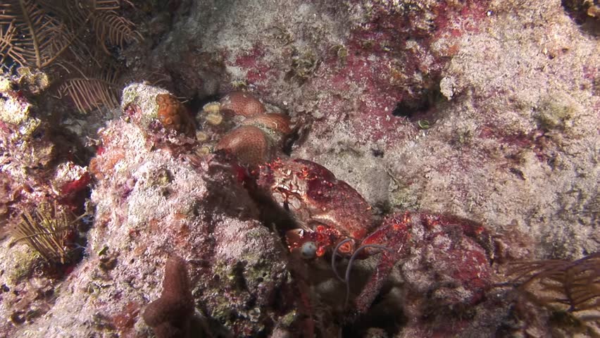 Cute crab is looking for food on amazing underwater floor of Caribbean Sea. Adorable crustacean is in search of sustenance on magnificent seafloor of Caribbean Sea. Royalty-Free Stock Footage #3442949007