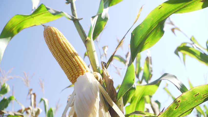 Corn cob against the blue sky Royalty-Free Stock Footage #3442976549