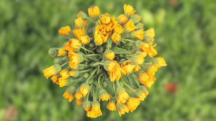 time lapse of the blooming of a bouquet of calendula, camera rotation, circular hyperlapse, against the backdrop of a forest clearing, top view Royalty-Free Stock Footage #3442981707