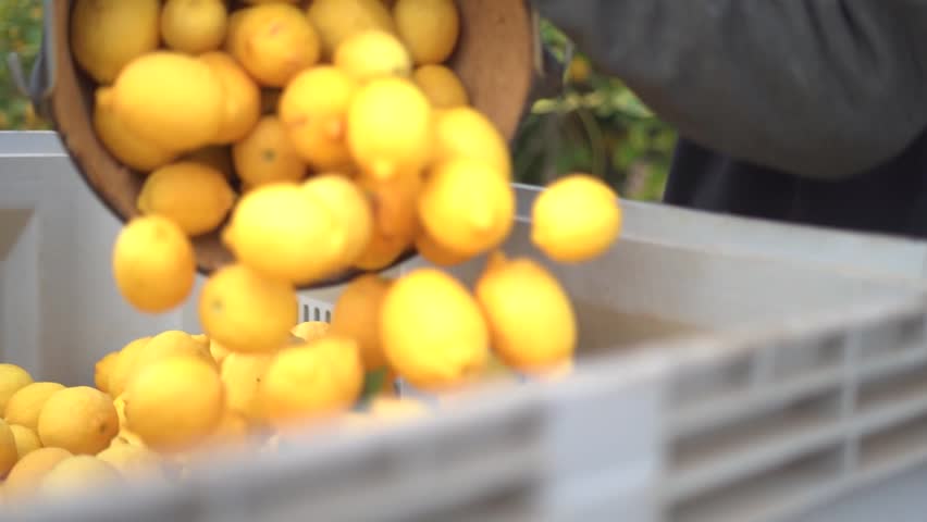 Picking lemons from citrus trees and farm workers throwing them from carry cot into boxes, selecting the best ones by hands. Royalty-Free Stock Footage #3443009003