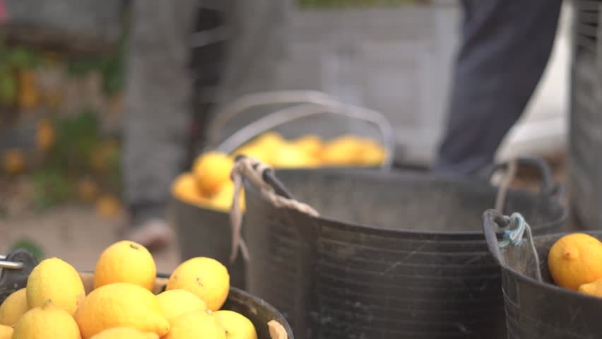 Picking lemons from citrus trees and farm workers throwing them from carry cot into boxes, selecting the best ones by hands. Royalty-Free Stock Footage #3443009183