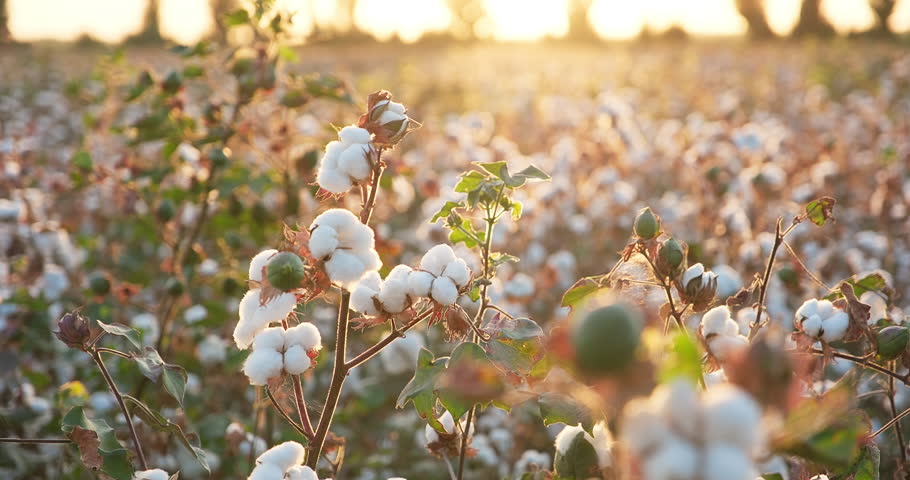 Cotton plantation before harvest at sunset rays. Cotton harvest. Ready to harvest cotton bushes. Agriculture