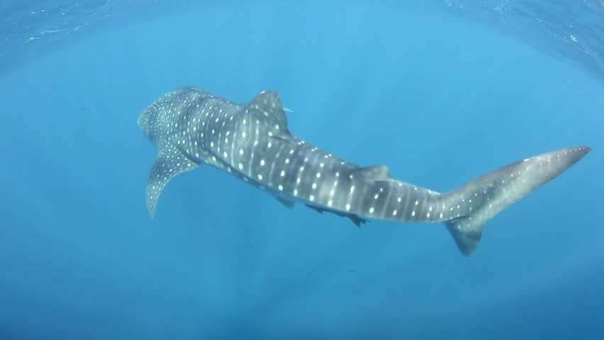 A young whale shark (Rhincodon types) cruises through the clear, sunlit waters
