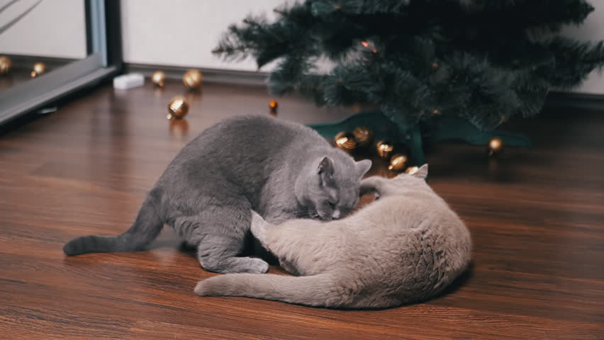 Two Strong Big Fluffy Grey Domestic Cats are Fighting on Floor in the Room. Battle of purebred British cats indoors against the background of a Christmas tree. Cats bite, attack. Slow motion. 2025.