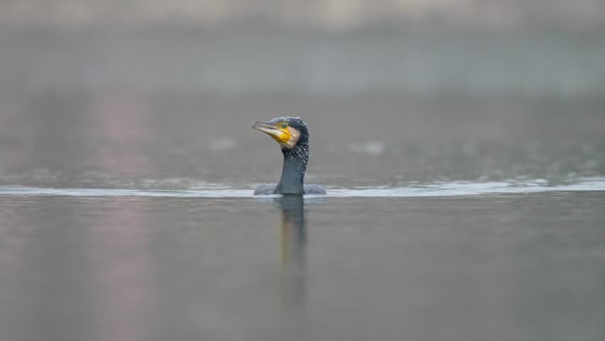 A cormorant swimming around on a lake in the sunshine before diving into the water to go fishing.