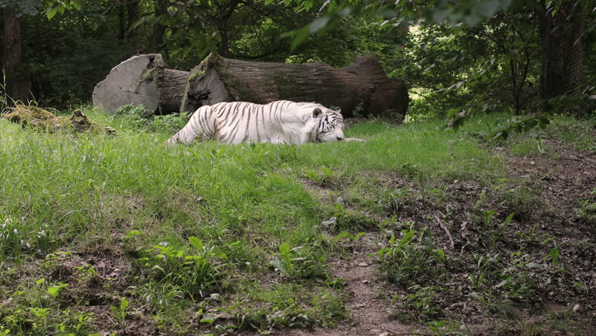 A white Bengal tiger rests with its eyes closed, in the shade, lying on the green grass, in a wooded area. Behind the tiger are two very thick tree trunks.