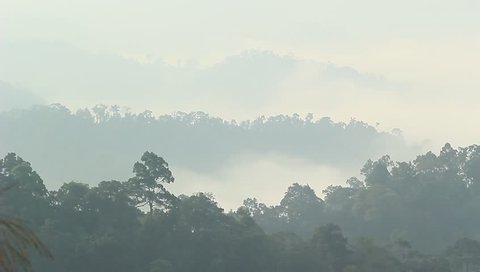 morning fog in dense tropical rainforest, kaeng krachan, thailand 