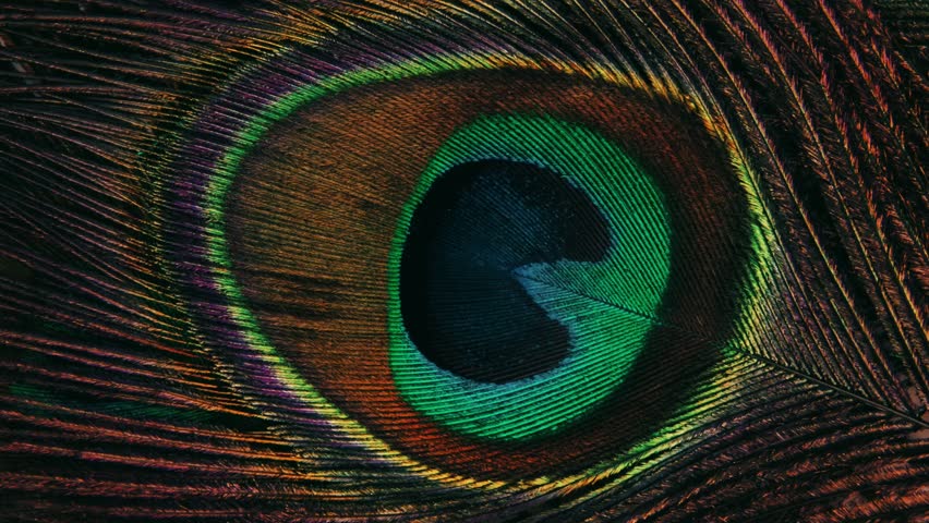 Close up of peacock feather looping nature background  Royalty-Free Stock Footage #3443155703