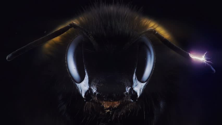 Close up face of bee insect nature background