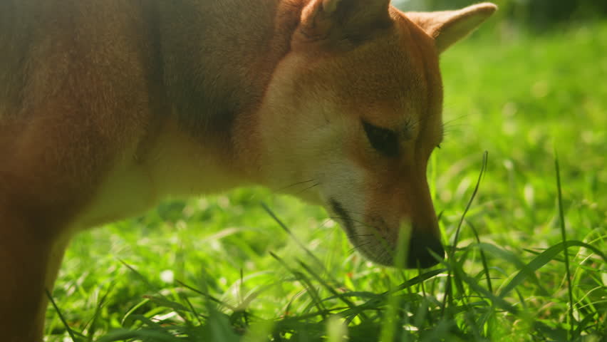 Close-up of shiba inu dog in the park on sunny day. Lovely pet eating a green grass. Portrait of a japanese dog. 
