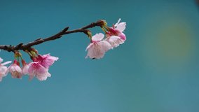 Bee colecting nectar in slow motion, cherry blossom tree