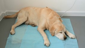 Yellow labrador retriever lying on blue medical diaper in the veterinary clinic and getting hypodermic drip infusion for dog with kidney failure. Concept of illness and veterinary clinic. 