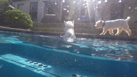 Split view of west highland white terrier westie dog swimming in blue pool at water surface, half underwater and above. Filmed in summer with dome port in Kerikeri, Northland, New Zealand, NZ