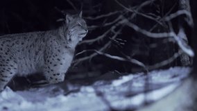 A lynx walks through a snow-covered forest in the moonlight at night in winter. Nature in winter at night. 4k ProRes video.