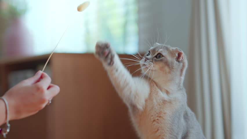 Woman using cat toy playing with her Scottish fold cat on the floor in living room, Pets owner relationship concept.