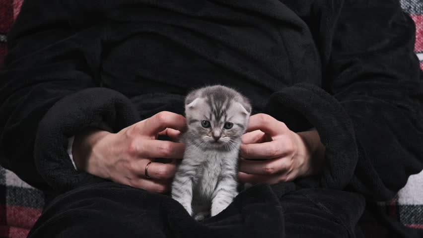 Cute fold-eared kitten in women hands cutely looks directly at the camera close-up. Young girl in cozy housecoat on sofa strokes fluffy gray Scottish Fold breed kitten. Funny kitten look enjoys caress Royalty-Free Stock Footage #3443343699