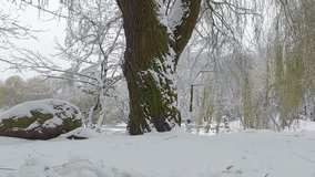 Giant willow on the shore of the lake is covered with snow. Cold winter scene of Topilche park in Ternopil city, Ukraine, Europe. 4K video (Ultra High Definition).