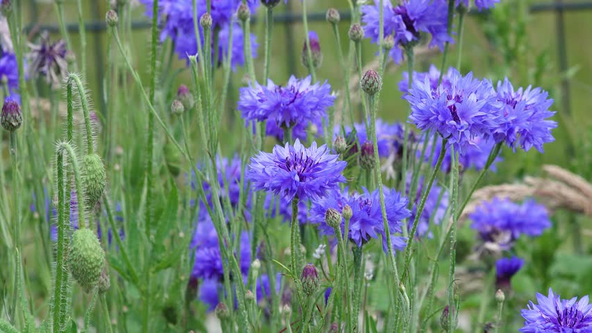 Blue Cornflowers in the flower field in summer. Royalty-Free Stock Footage #3443381321