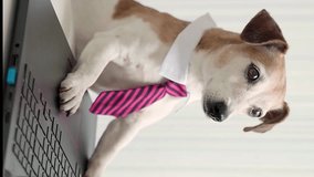 Hard worker funny dog wearing tie and white collar office style working with laptop. Vertical video footage. Working desk. Cute pet Looking at camera
