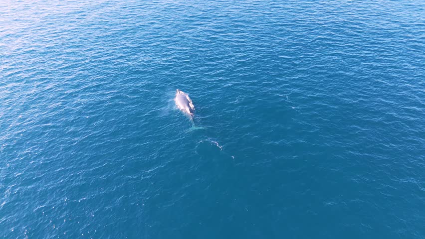 Aerial view of Humpback Whale swims off the Kohala Coast, Big Island, Hawaii Island, Hawaii, United States.